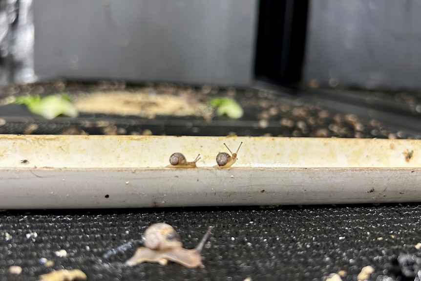 Two tiny snails walk along a PVC pipe on a shelf.