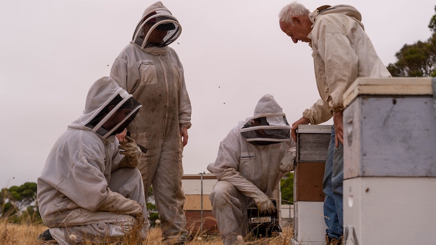 Four beekeepers inspecting hives in a paddock.
