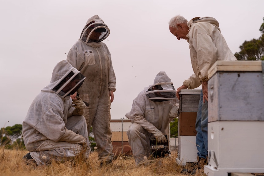 Four beekeepers inspecting hives in a paddock.