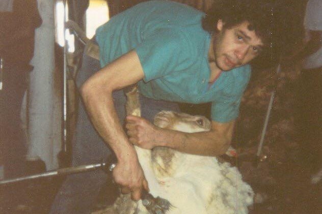 Glen Ugle looks up at the camera while shearing a sheep in a shed.