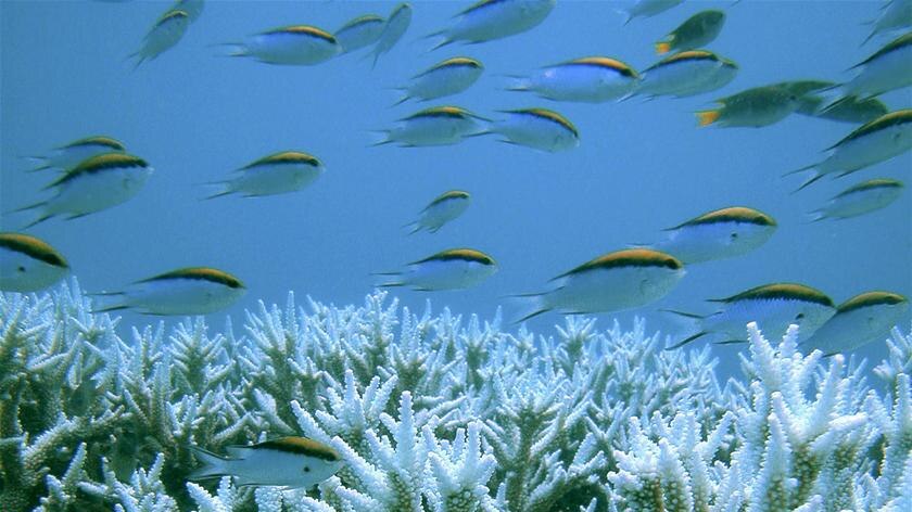 The report says the Great Barrier Reef will be impacted by increasing acidification and warming of the ocean due to more carbon in the atmosphere.