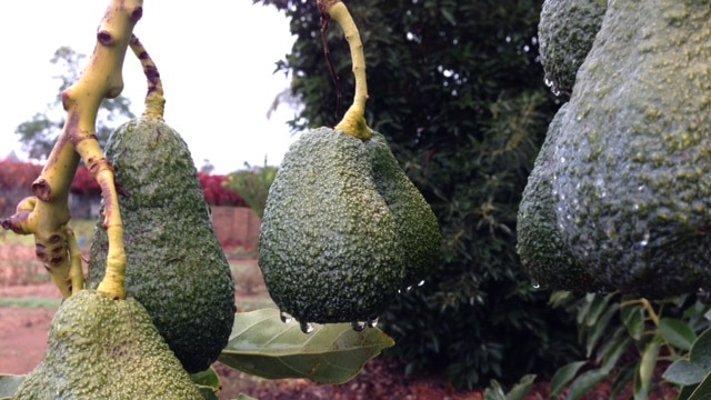 Avocados ready for harvest