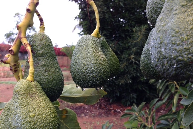 Riverland avocados grown on drip irrigation