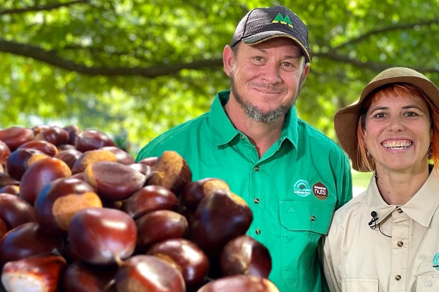composite photo - two people a man and a woman under a chestnut tree with close up of nuts superimposed at left 