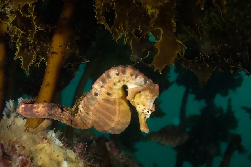 Big-belly seahorse under Tathra Wharf