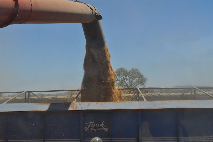 Grain leaving auger