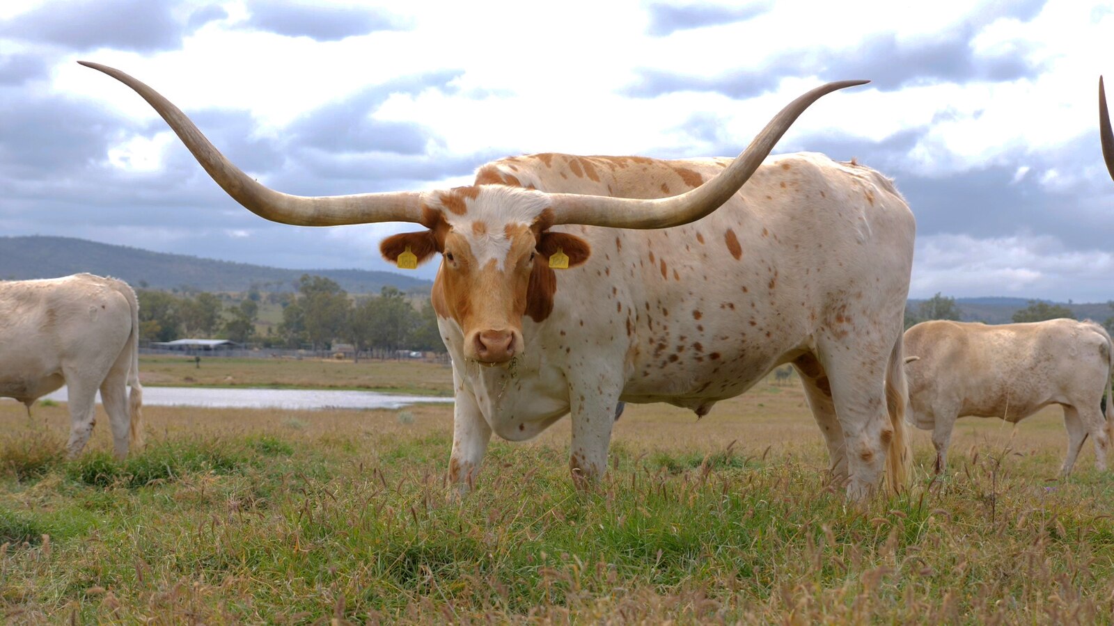 Central Queensland cattle handler, 4, knows his way around Texas