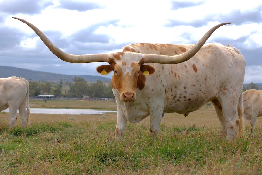A texas longhorn steer, white and orange spot with massive horns, standing in a paddock.