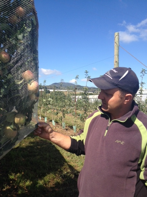 Nashdale apple grower and netting supplier Michael Cunial inspects the nets over his pink ladies.