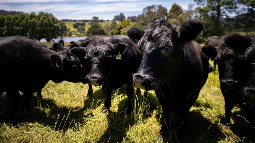 Black cattle in a green paddock