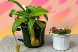 A pitcher plant and a venus fly trap sit on a ledge, two interesting indoor plants you can buy cheaply.