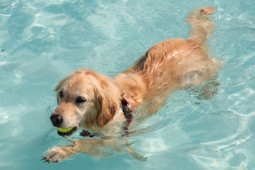 A dog with a ball in its mouth in a swimming pool.