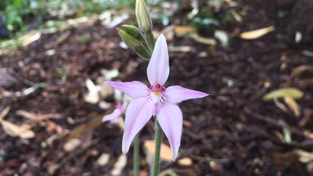 Native orchids can be spotted in the bushland at Kings Park