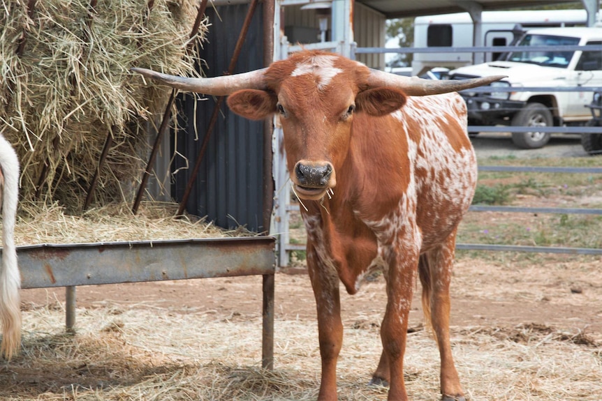 A red and white Texas longhorn calf stands near a hay feeder in Central Queensland