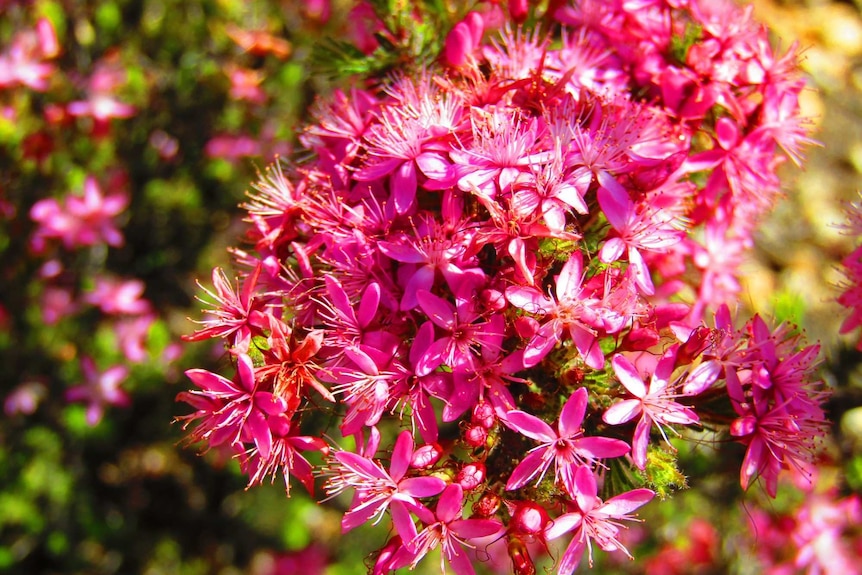 The pink-flowering common fringe myrtle grows in Wildflower Drive in Bendigo.