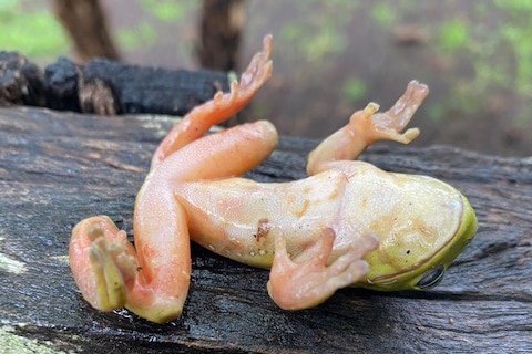 frog lies dead on its back, laying on a log