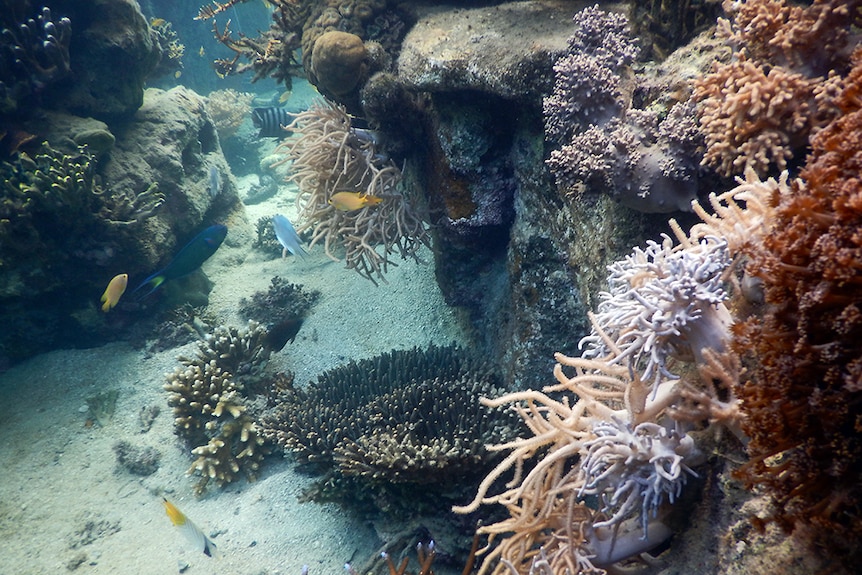 An underwater shot of fish and coral reef at Orpheus Island