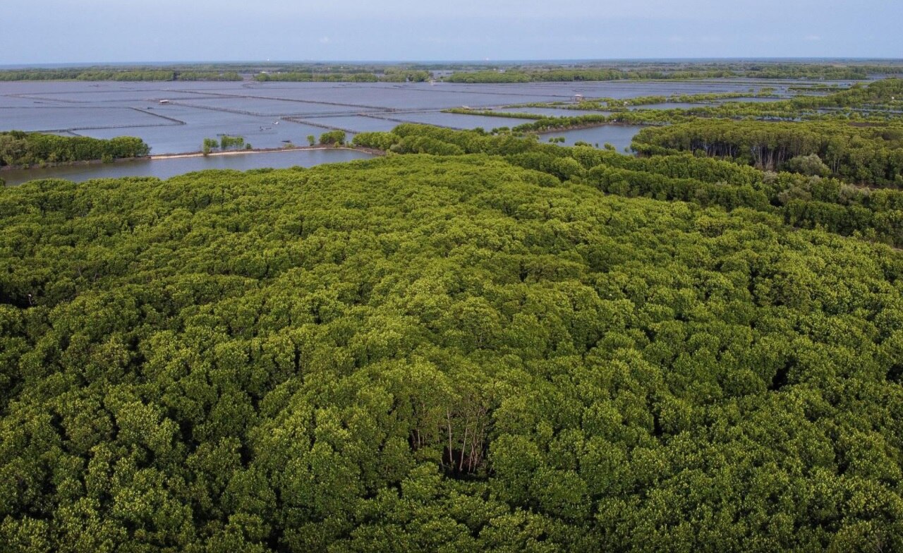 Area yang ditanami pohon mangrove