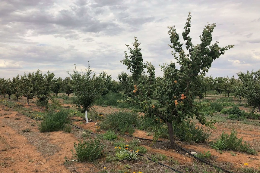 A row of stone fruit trees