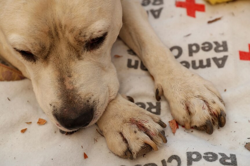 Close view of a sad looking white dog with its head on its injured paws, lying on a blanket marked "red cross"