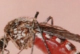 Doctors say a Canadian tourist died from contracting Murray Valley Encephalitis (MVE) from an NT mosquito.
