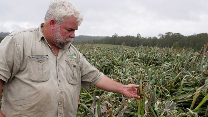 A man in a khaki shirt examines a leaf on a pineapple bush that is wet and badly damaged by hail.