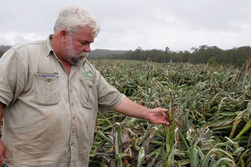 A man in a khaki shirt examines a leaf on a pineapple bush that is wet and badly damaged by hail.