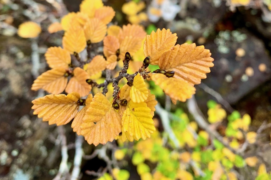 yellow leaves on a shrub