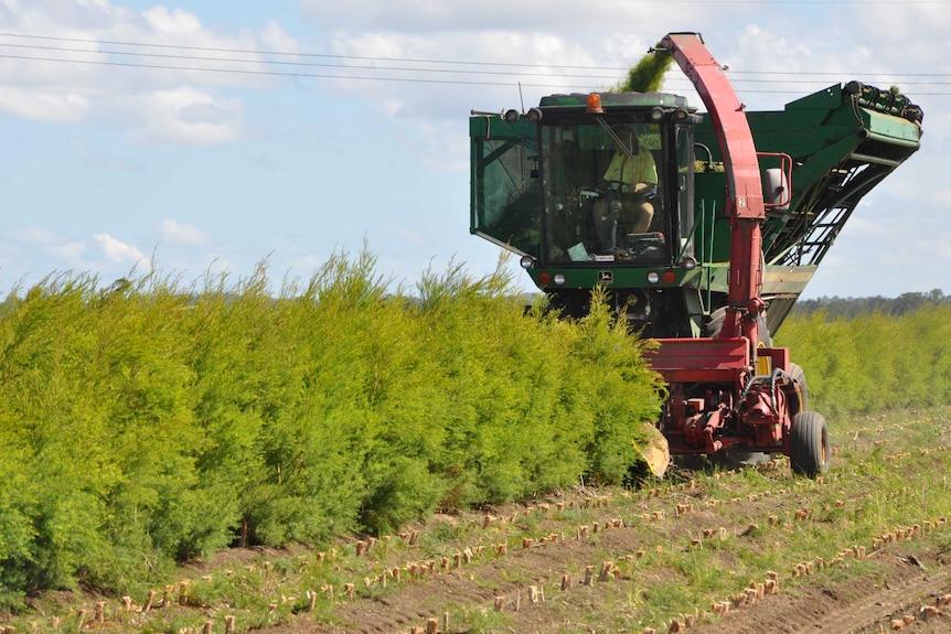 Tea tree harvest