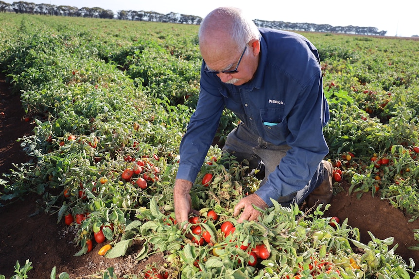 A man kneels in a tomato field 