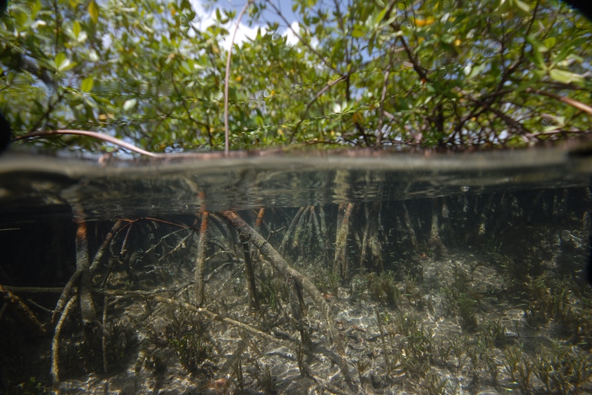 Tree roots underwater