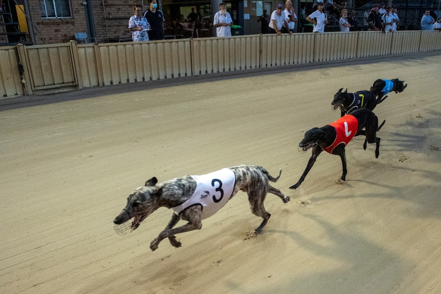 greyhounds racing