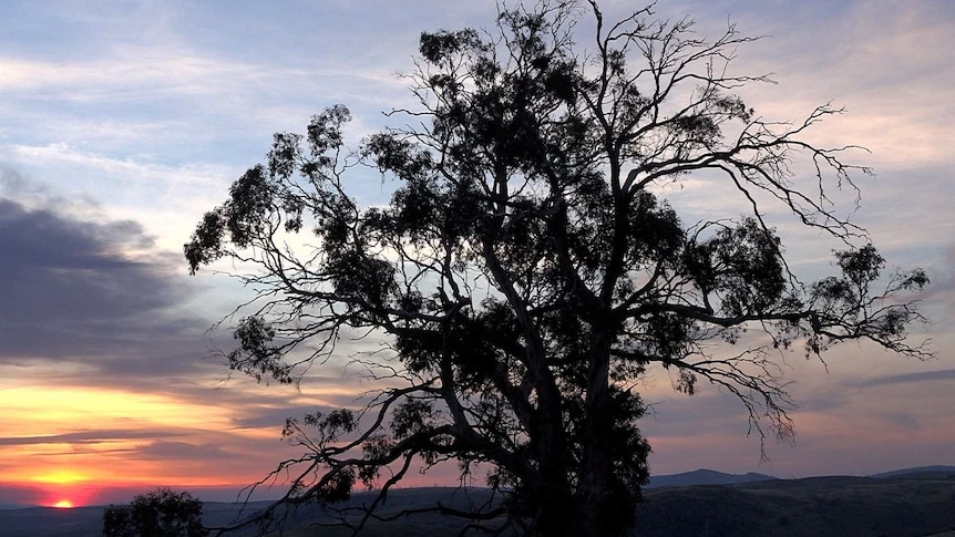gum tree is sihouetted by a sunset - wispy high clouds pass high above, and warm colours form around a sinking sun to the left