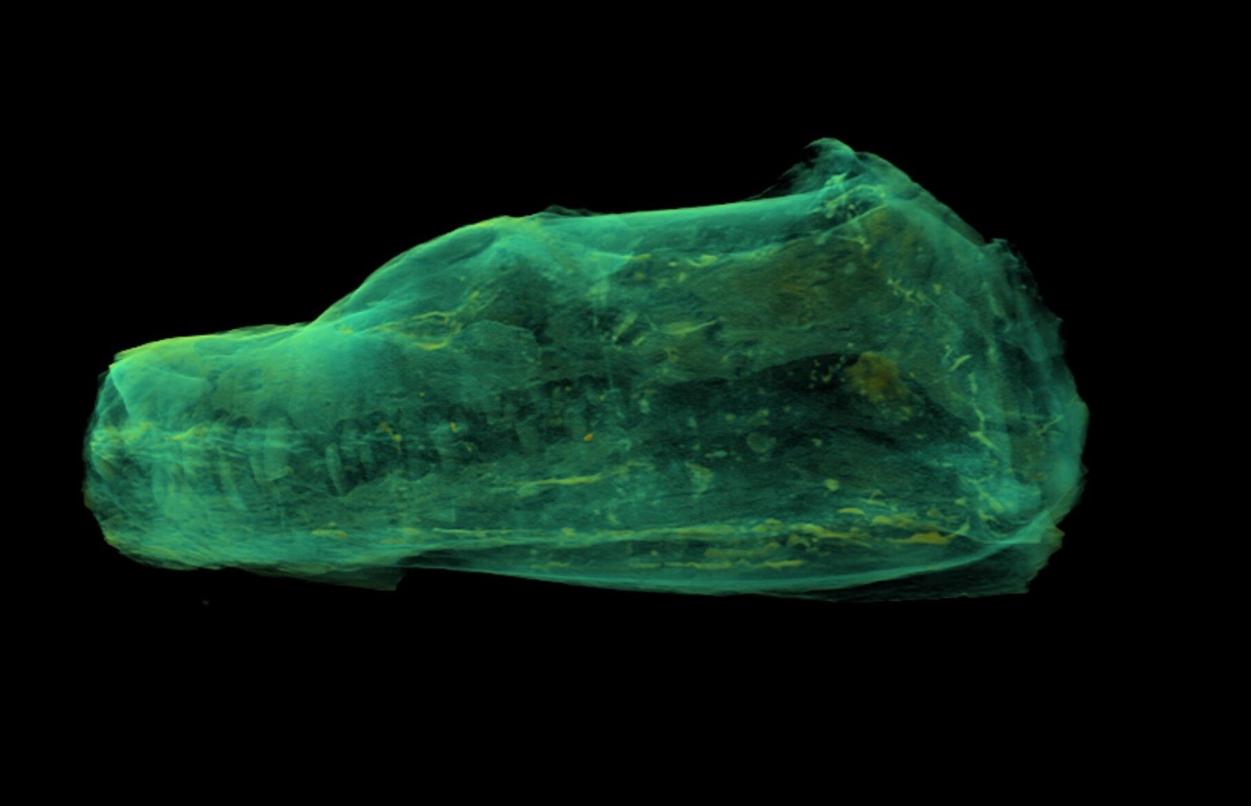 And a look inside the skull (right).