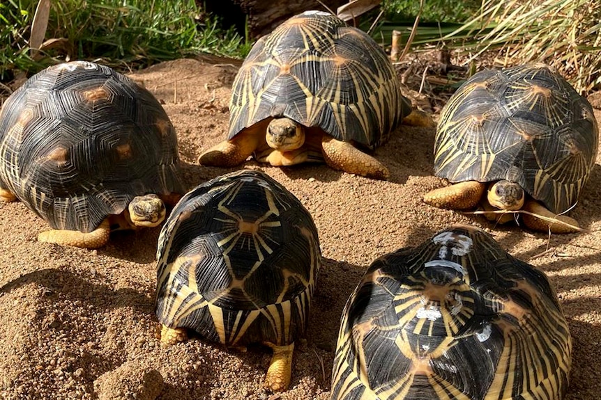 Five young radiated tortoises on a sandy environment.