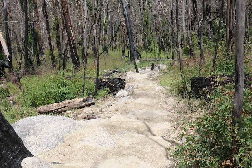 A path through bushland.