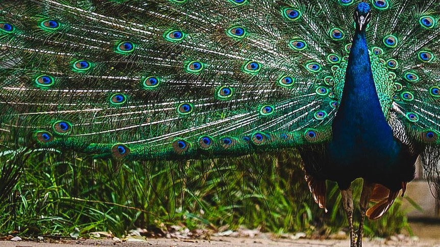 A peacock fans its tail feathers.