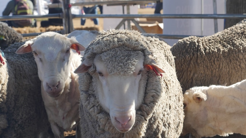 Sheep on show at Agfest