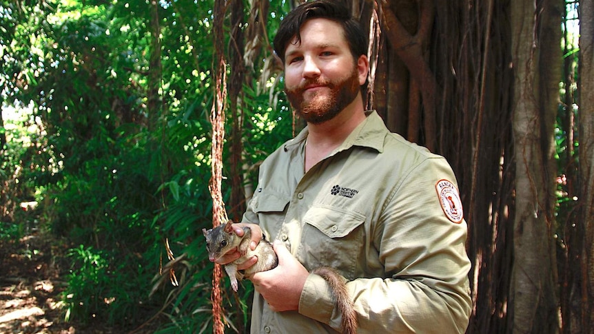 A photo of a parks and wildilfe ranger holding a northern quoll.