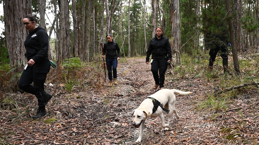 Police officers and a dog in bushland.