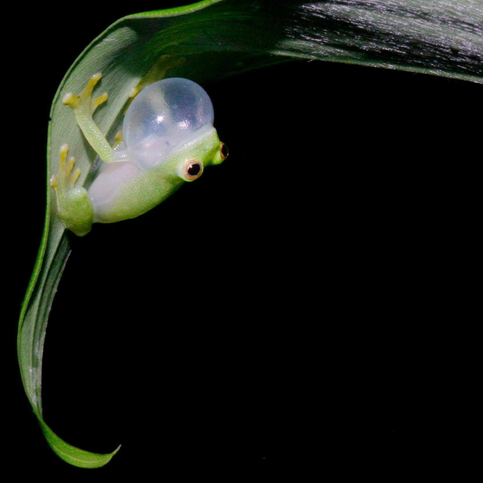 Scientists reveal secrets of northern glass frogs' transparency - ABC News