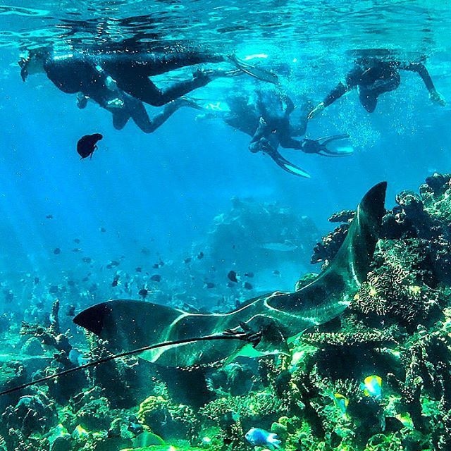 Snorkelling with a manta ray