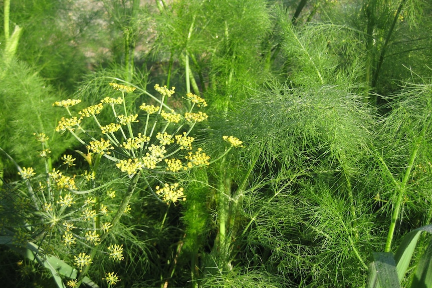 Wild fennel