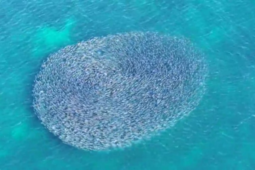 A huge group of fish swim in a circle in the ocean.