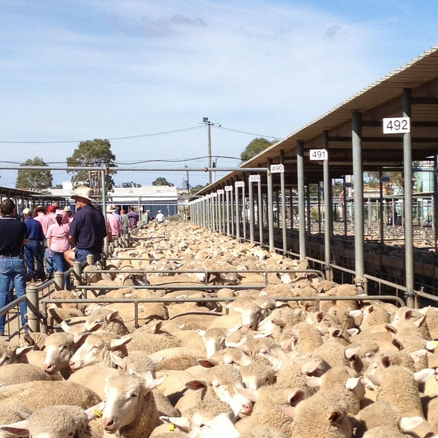 Lamb market still firm