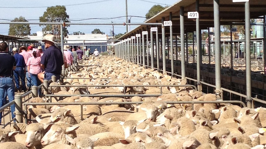 Good lamb prices at sale yards