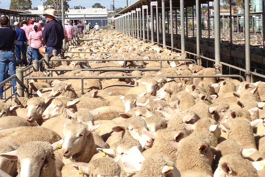 Pens full of sheep stretch into the distance.  