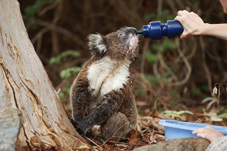 A koala drinks water from a water bottle