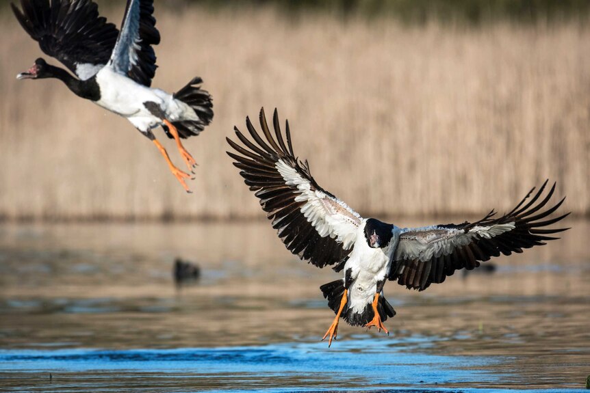 Magpie geese flap their wings.