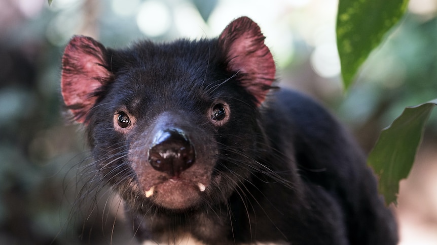 Tasmanian devil